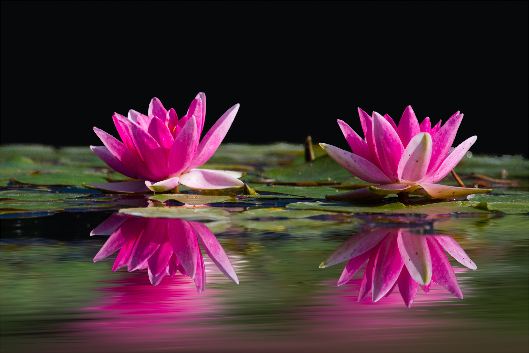 Pink Water Lily Flowers